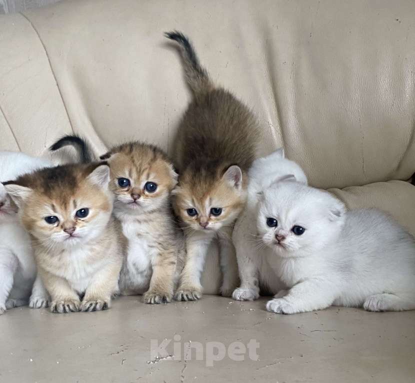 Кошки в Нижнем Новгороде: Золотые вислоухие с документами Девочка, 15 000 руб. - фото 1