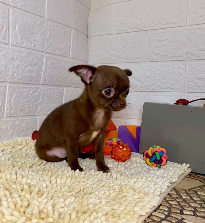 Собаки в Москве: продаётся щенок чихуахуа шоколадного окраса Девочка, 35 000 руб. - фото 3