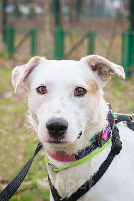 Собаки в Москве: Безумно красивая собака с удивительными глазами Девочка, Бесплатно - фото 1