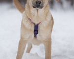 Собаки в Москве: Хурма Девочка, Бесплатно - фото 3