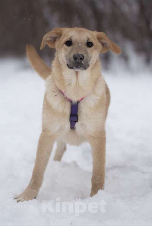 Собаки в Москве: Хурма Девочка, Бесплатно - фото 3
