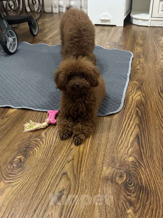 Собаки в Ейске: Продаю щенков Тедди пудель, импорт Китай🇨🇳, девочка 9 месяцев, мальчик 11 месяцев Девочка, 200 000 руб. - фото 3