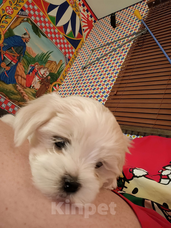 Собаки в Краснодаре: Мальтийская болонка,мальчик Мальчик, 50 000 руб. - фото 7