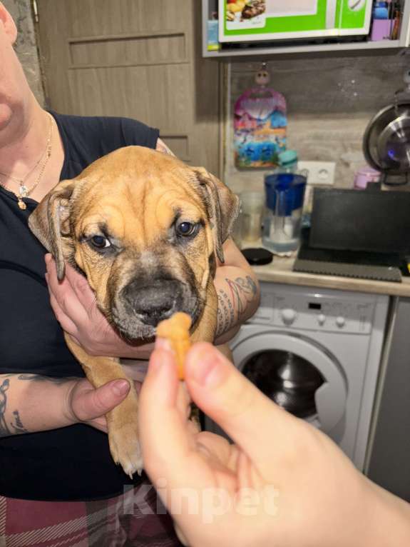 Собаки в Санкт-Петербурге: щенок стаффорда Девочка, 25 000 руб. - фото 1