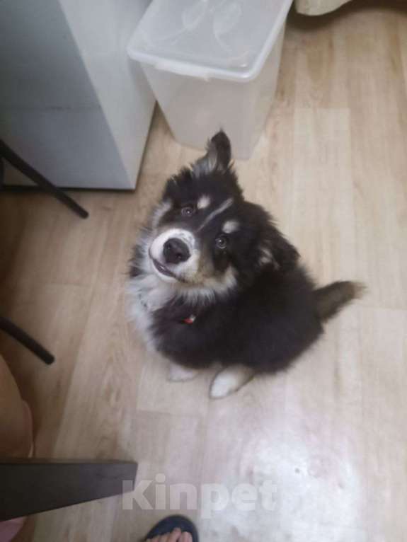 Собаки в Якутске: Отдам щенка мальчика в добрые руки!  Мальчик, Бесплатно - фото 1