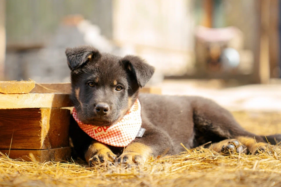 Собаки в Красногорске: Щенок мальчик Юджин 2 месяца Мальчик, Бесплатно - фото 5