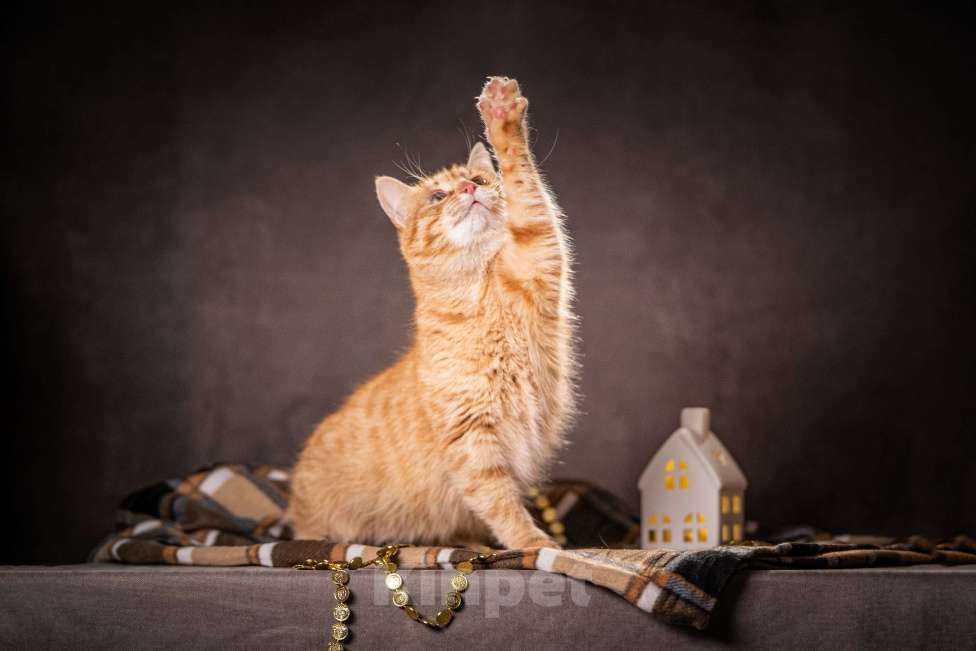 Кошки в Клине: Роуз — обаятельная рыжуля Девочка, Бесплатно - фото 9