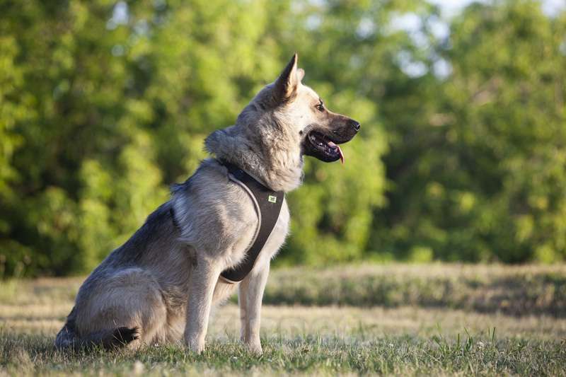 Собаки в Москве: Молодой метис акиты и восточно-европейской овчарки в добрые руки Мальчик, Бесплатно - фото 3