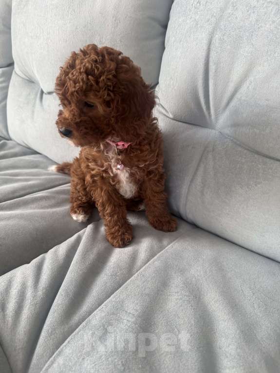 Собаки в Москве: Той пудель девочка 🩷 Девочка, 80 000 руб. - фото 5