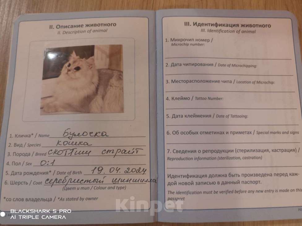 Кошки в Кудрово: Скотиш страйт серебристая шиншилла девочка  Девочка, 30 000 руб. - фото 2