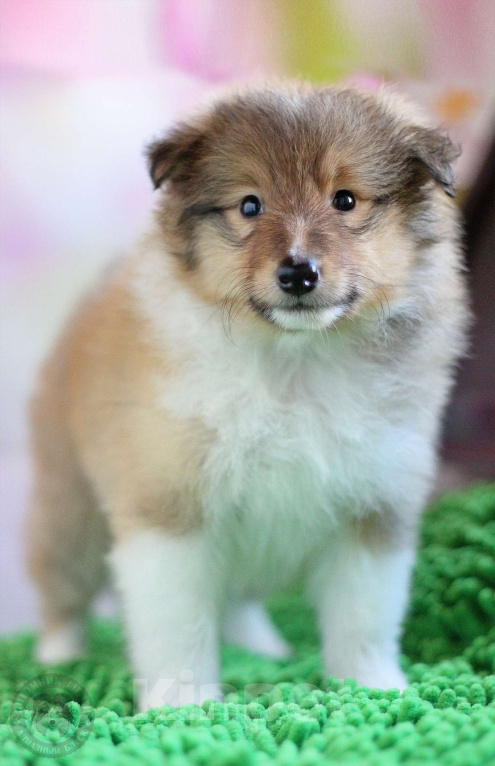 Собаки в Москве: Малышка шелти 2 мес Девочка, 100 000 руб. - фото 2