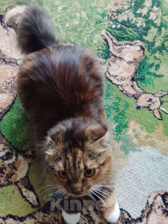 Кошки в Пустошке: Продам шотландскую кошку Окрас в несколько цветов в  Девочка, 5 000 руб. - фото 1
