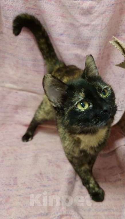 Кошки в Санкт-Петербурге: Кошечка черепахового окраса в добрые руки Девочка, Бесплатно - фото 1