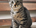 Кошки в Санкт-Петербурге: Ласковый, трогательный котенок Родни в добрые руки Мальчик, 10 руб. - фото 4