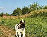 Собаки в Москве: Щенок американской акиты Мальчик, 40 000 руб. - фото 4