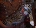 Кошки в Кувшиново: Мэйн кун, 8 руб. - фото 2
