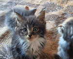 Кошки в Лянторе: Котенок мейнкун, 30 000 руб. - фото 1