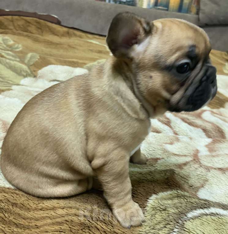 Собаки в Стерлитамаке: Французский бульдог  Девочка, Бесплатно - фото 3