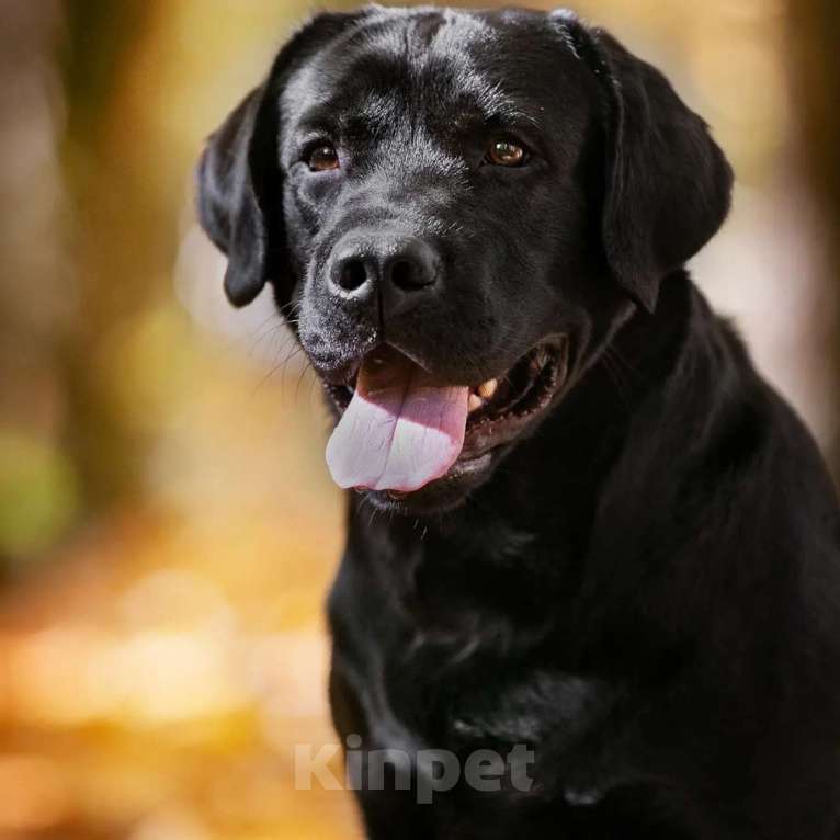 Собаки в Смоленске: Formula Number One ищет невесту Мальчик, Бесплатно - фото 5