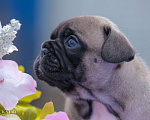Собаки в Пензе: Щенки французского бульдога Девочка, 80 000 руб. - фото 2