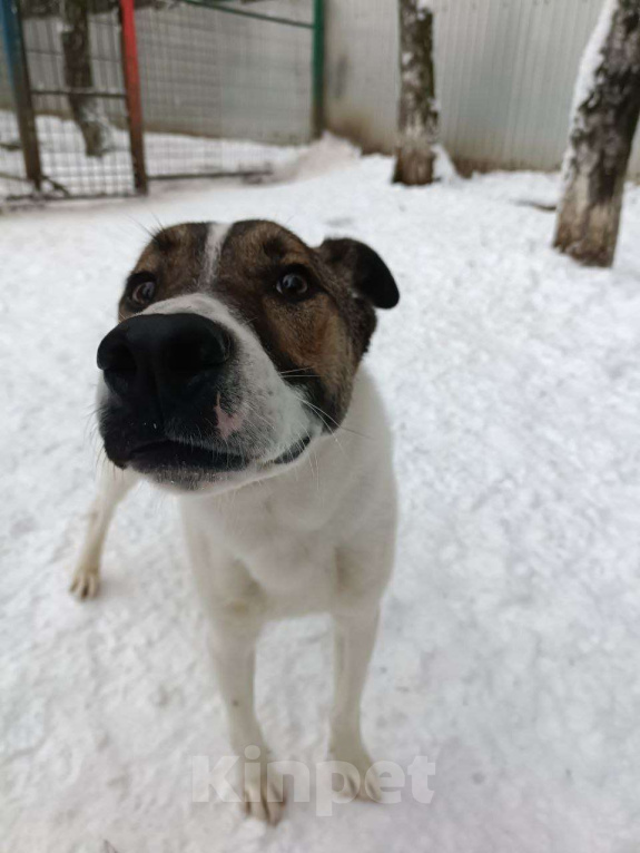 Собаки в Москве: Пес Тиба ищет дом! Мальчик, Бесплатно - фото 3