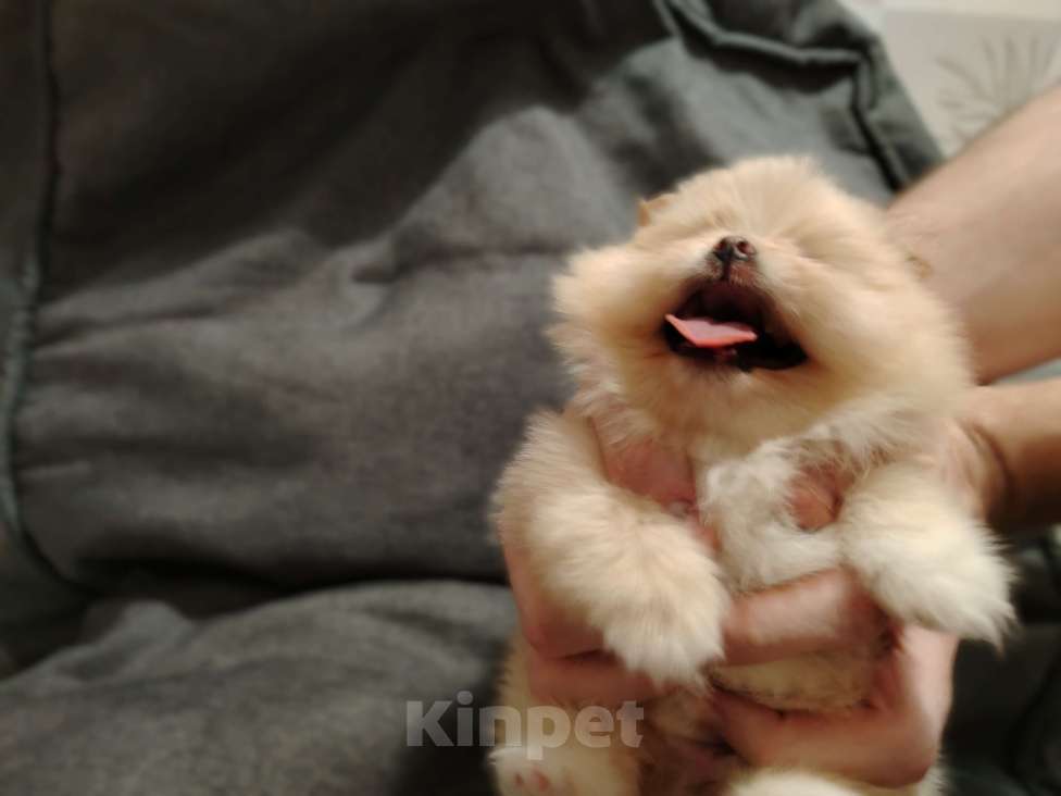 Собаки в Москве: микро щенок шпиц Мальчик, 85 555 руб. - фото 1