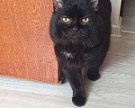 Кошки в Москве: Черный зеленоглазый кот  Мальчик, Бесплатно - фото 1