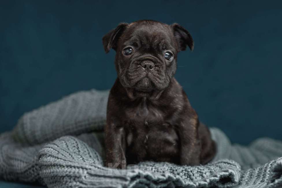 Собаки в Санкт-Петербурге: Щенки французского бульдога Мальчик, 60 000 руб. - фото 1