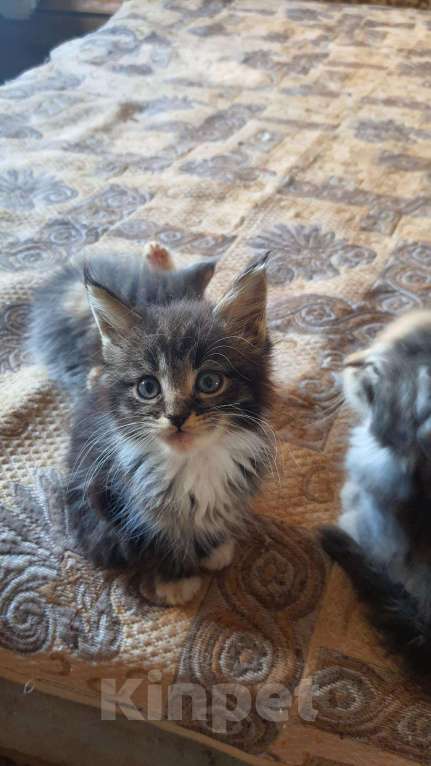 Кошки в Лянторе: Котенок мейнкун, 30 000 руб. - фото 1