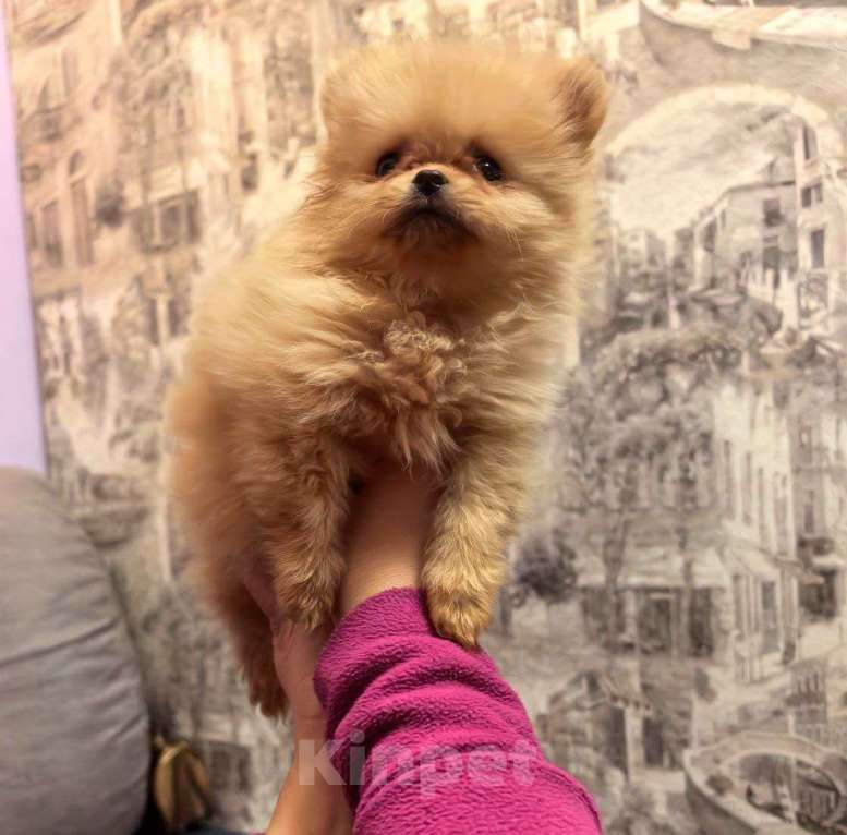 Собаки в Санкт-Петербурге: Щенок померанского шпица Девочка, 30 000 руб. - фото 2