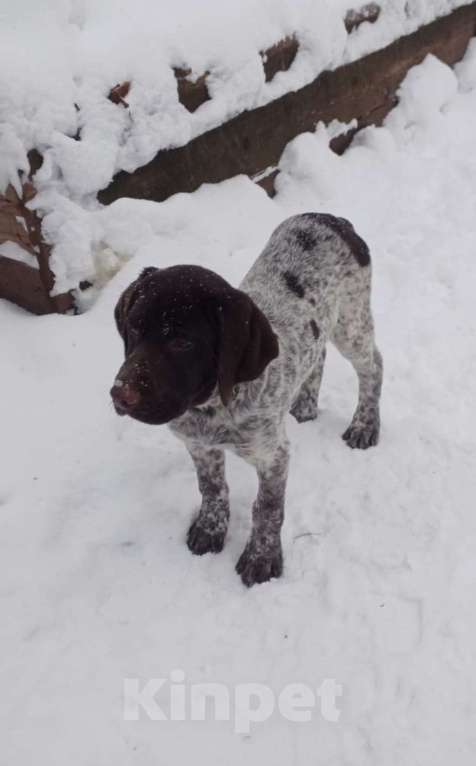 Собаки в Москве: Щенок дратхаара  Мальчик, 15 000 руб. - фото 2