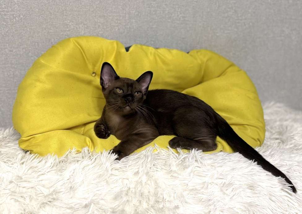 Кошки в Москве: Котята Европейская Бурма Мальчик, 80 000 руб. - фото 3