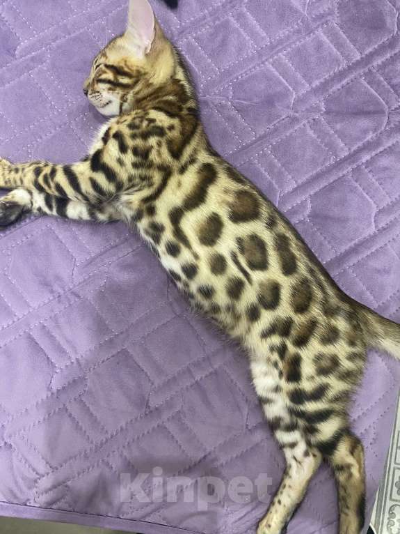 Кошки в Евпатории: Бенгальские котята ben 24 Мальчик, 25 000 руб. - фото 6