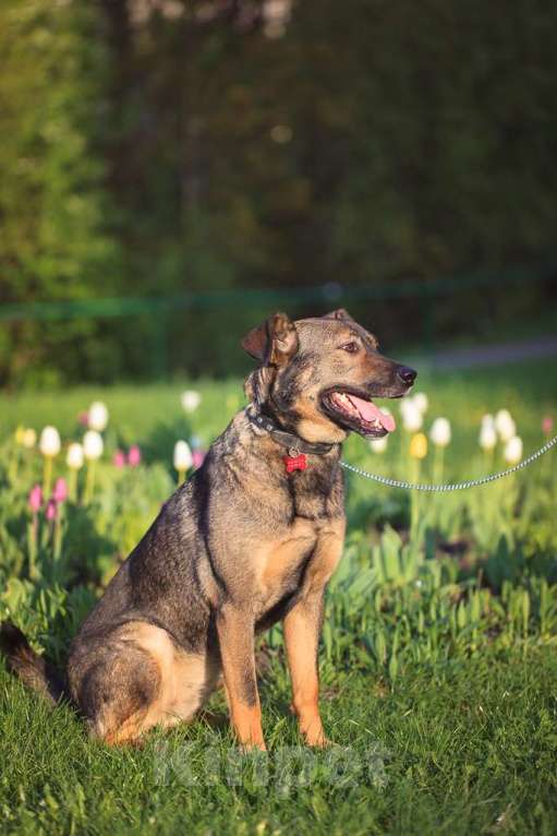 Собаки в Москве: Куша Девочка, Бесплатно - фото 2