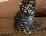 Кошки в Химках: Вислоухие котятя Девочка, Бесплатно - фото 1