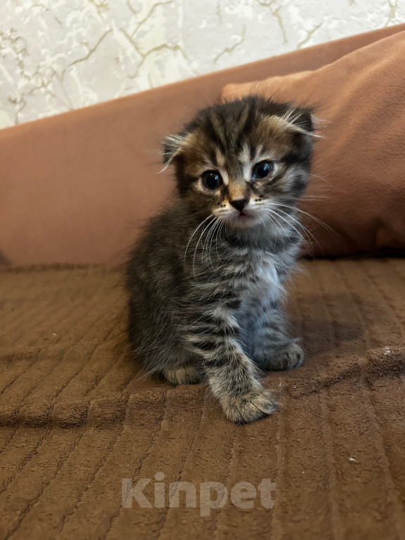 Кошки в Химках: Вислоухие котятя Девочка, Бесплатно - фото 1