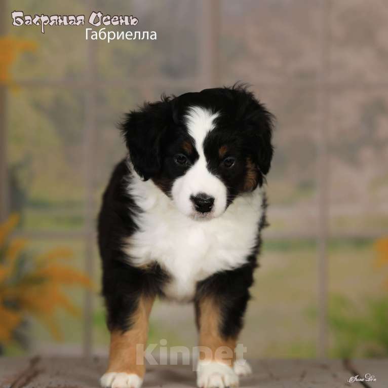 Собаки в других городах Московской области: Продается девочка миниаусси Девочка, 80 000 руб. - фото 5