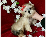 Собаки в Москве: Мини йорк золотая девочка бэби фейс Девочка, 80 000 руб. - фото 3