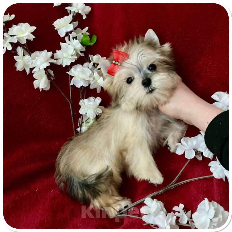 Собаки в Москве: Мини йорк золотая девочка бэби фейс Девочка, 80 000 руб. - фото 3
