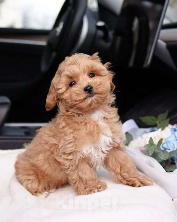 Собаки в Самаре: Мальтипу, щенок Мальчик, 180 000 руб. - фото 1