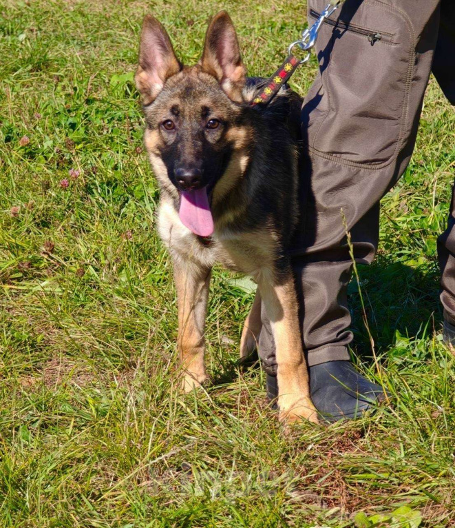 Собаки в Москве: Рада ищет семью Девочка, Бесплатно - фото 4