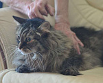 Кошки в Москве: Умнейший котик мейнкун Боня, любимец умершей хозяйки ищет дом Мальчик, 10 руб. - фото 6