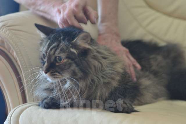 Кошки в Москве: Умнейший котик мейнкун Боня, любимец умершей хозяйки ищет дом Мальчик, 10 руб. - фото 6