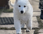 Собаки в Екатеринбурге: Щенок Белой Щвейцарской овчарки девочка К/Ш Девочка, 50 000 руб. - фото 3