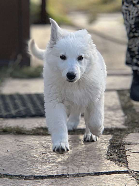 Собаки в Екатеринбурге: Щенок Белой Щвейцарской овчарки девочка К/Ш Девочка, 50 000 руб. - фото 3