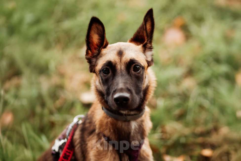 Собаки в Москве:  Ищет дом Пинки — девочка с сердцем солнца Девочка, Бесплатно - фото 1