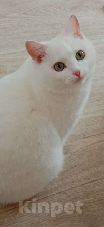 Кошки в Шелехове: Отдам взрослую кошку в добрые руки  Девочка, 100 руб. - фото 1