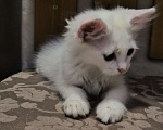 Кошки в других городах Краснодарского края: Турецкий ван Разнополые, 5 000 руб. - фото 5
