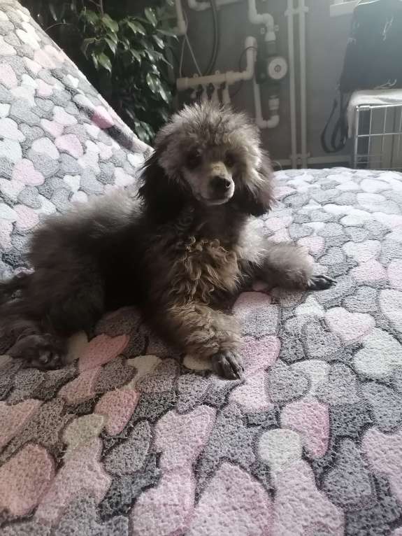 Собаки в Волгограде: Супер лялька Девочка, Бесплатно - фото 2