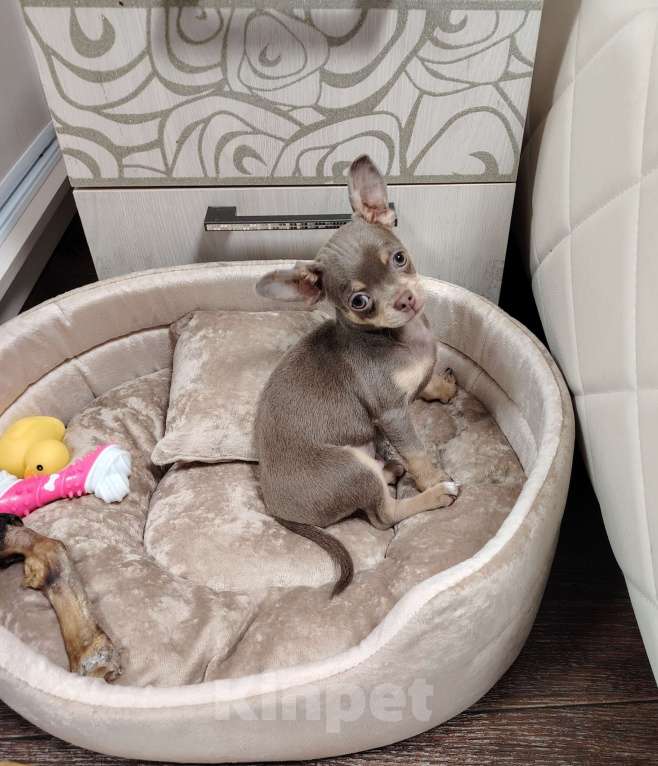 Собаки в Мичуринске: Продам мини чихуахуа  Мальчик, 50 000 руб. - фото 3